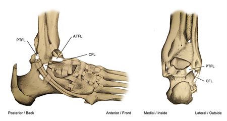 AnkleLigaments Ankle Ligaments